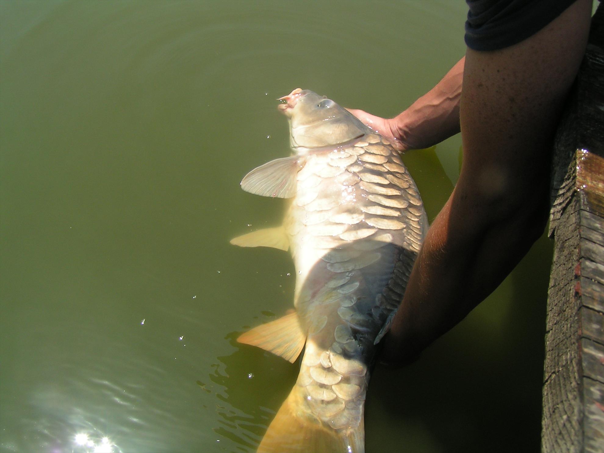 Lates 9-10.07.2012 - pict0945.JPG